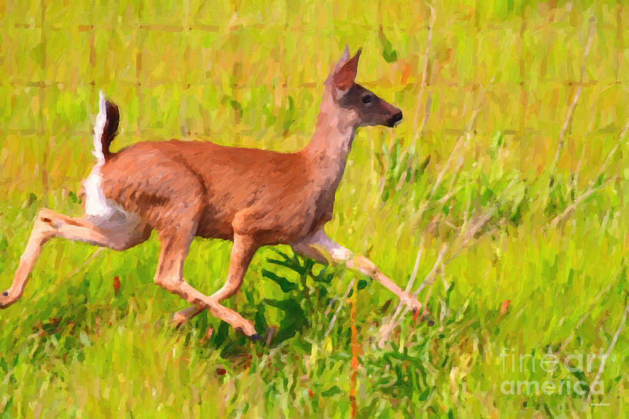 Animal Photograph - Deer Prancing In The Field by Wingsdomain Art and Photography