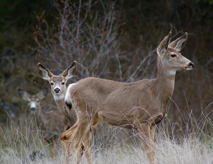 Deer Prudence Photograph by Ben Upham III