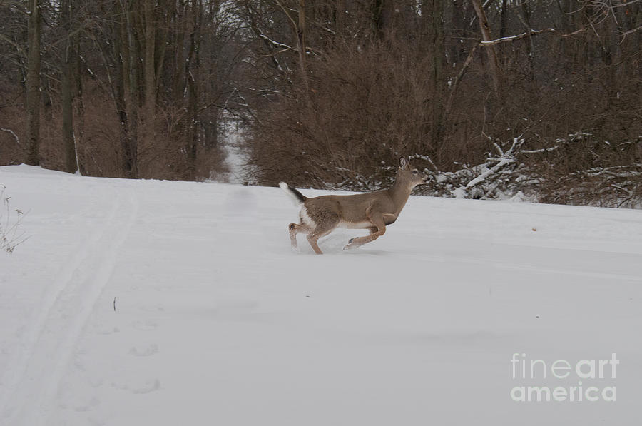 Deer Run Photograph by David Arment