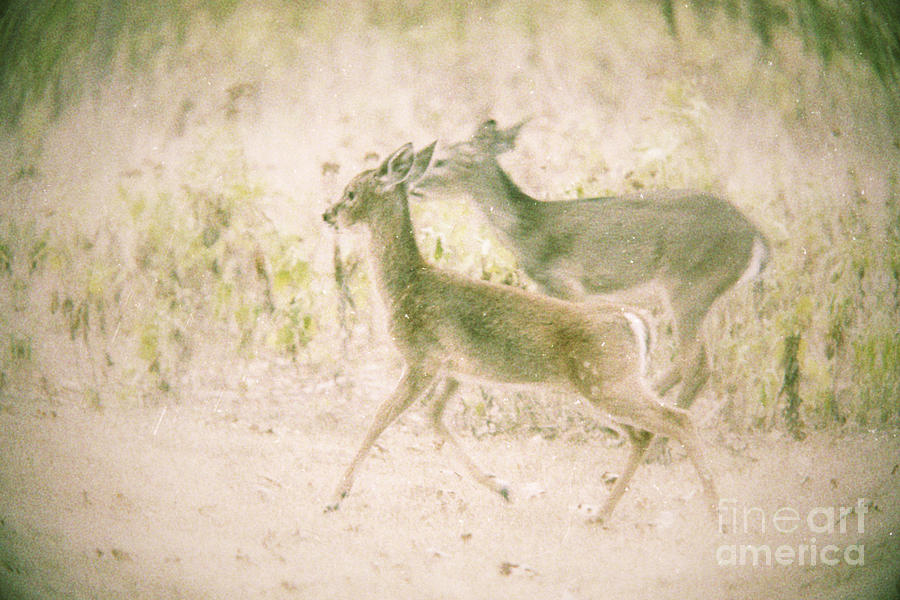 Deer Run Photograph