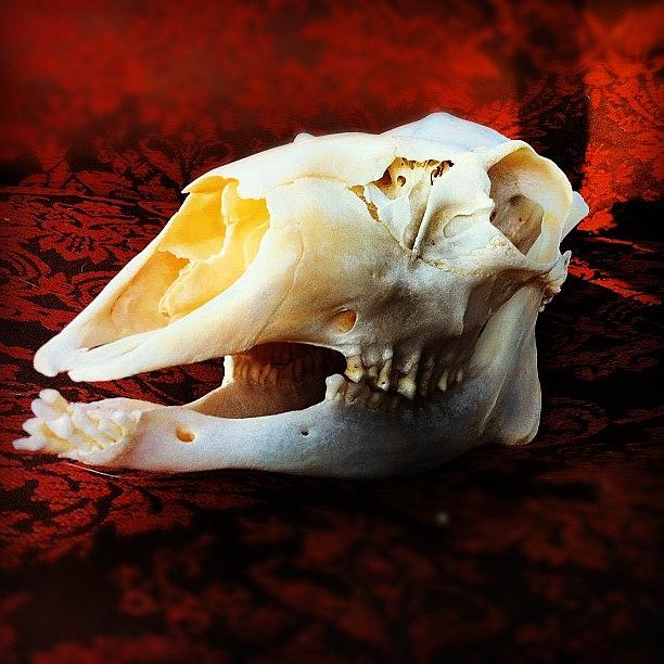 Deer Photograph - Deer Skull by Amy Porter