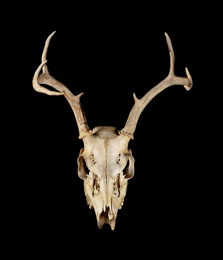 Deer Skull Still Life Photograph by Steve Snowden. 