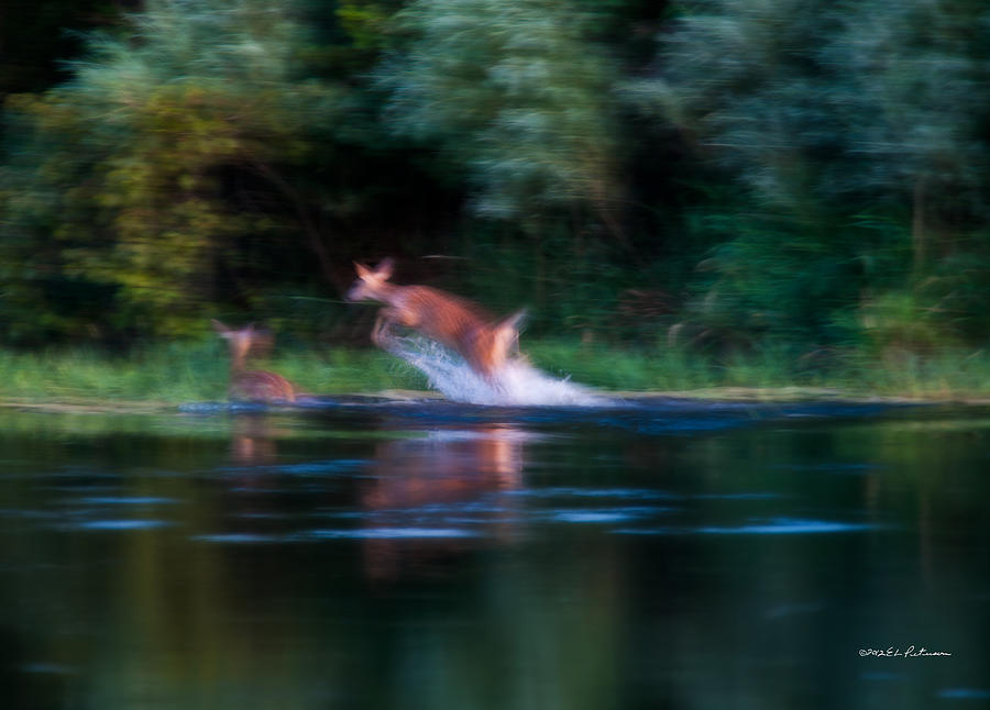 Deer Splash Photograph by Ed Peterson