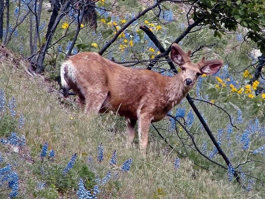 Deer Standing In Wildflowers Photograph by Athena Mckinzie