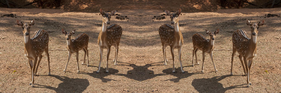 Deer Symmetry  Photograph by Douglas Barnard