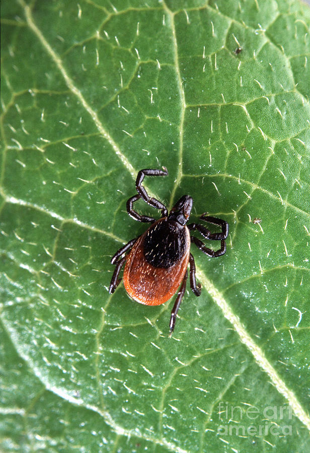 Deer Tick Photograph by Science Source