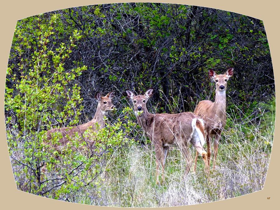 Deer Trio Photograph by Will Borden
