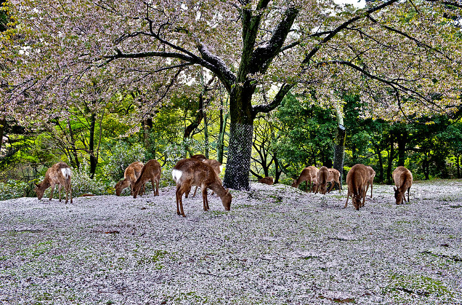 Deer under cherry blossom Photograph by Hisao Mogi