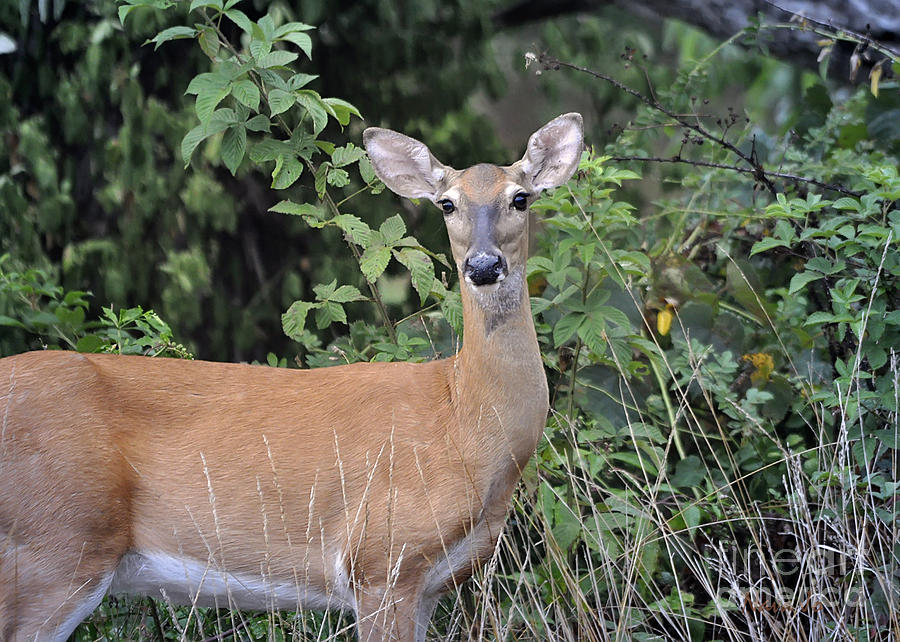 Deer Watch Photograph by Nava Thompson