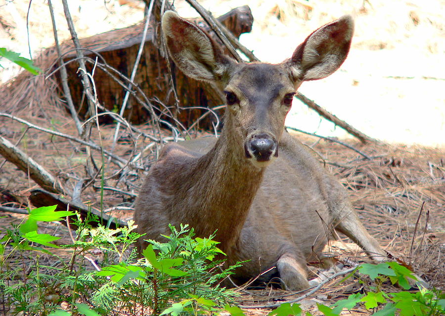 Deer Watching Photograph by Jeff Lowe