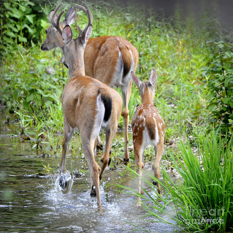 Deer Running in Stream Photograph by Nava Thompson