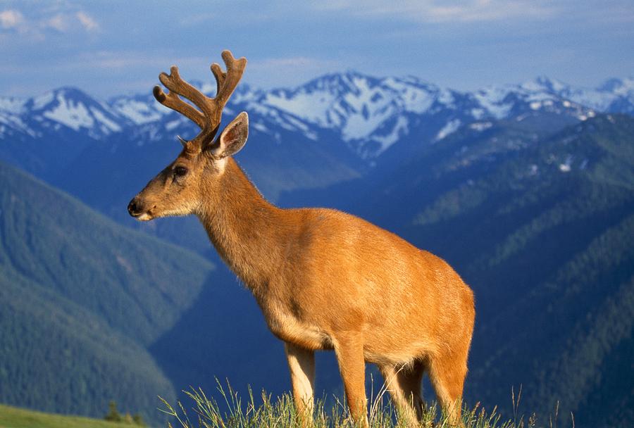 Deer With Antlers, Mountain Range In Photograph by Natural Selection