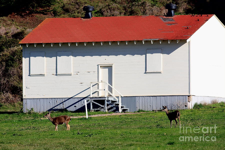 Deers at The Old Presidio in The Bay Area Marin Headlands . 40D4237 Photograph by Wingsdomain Art and Photography