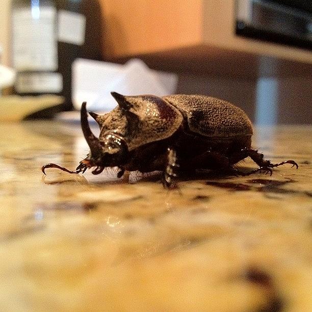 Nature Photograph - Definitely Should Be #beetle Season, I by Freddy Moncada