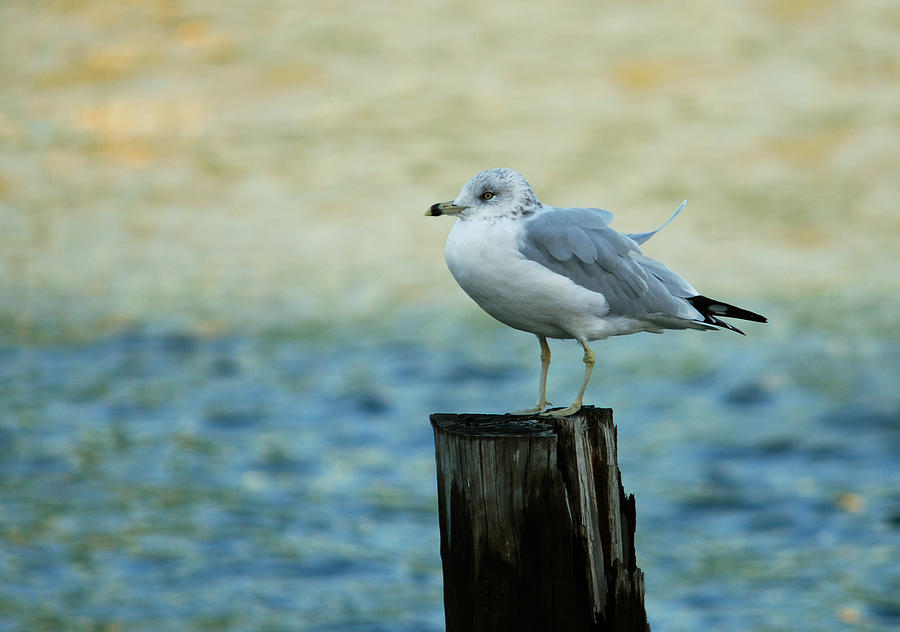 Delaware Gull Photograph by Perry Van Munster