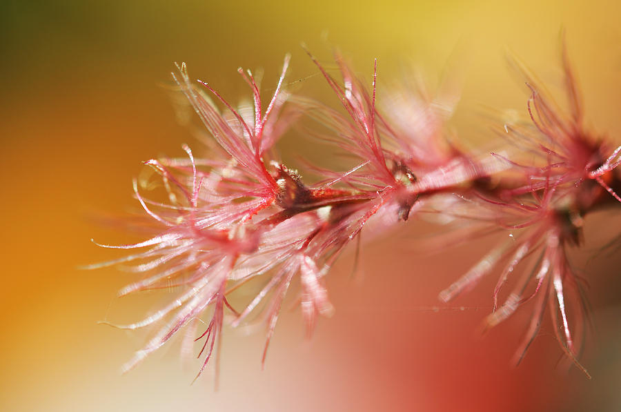 Delicacy. Natural Wonders. Macro Photograph by Jenny Rainbow