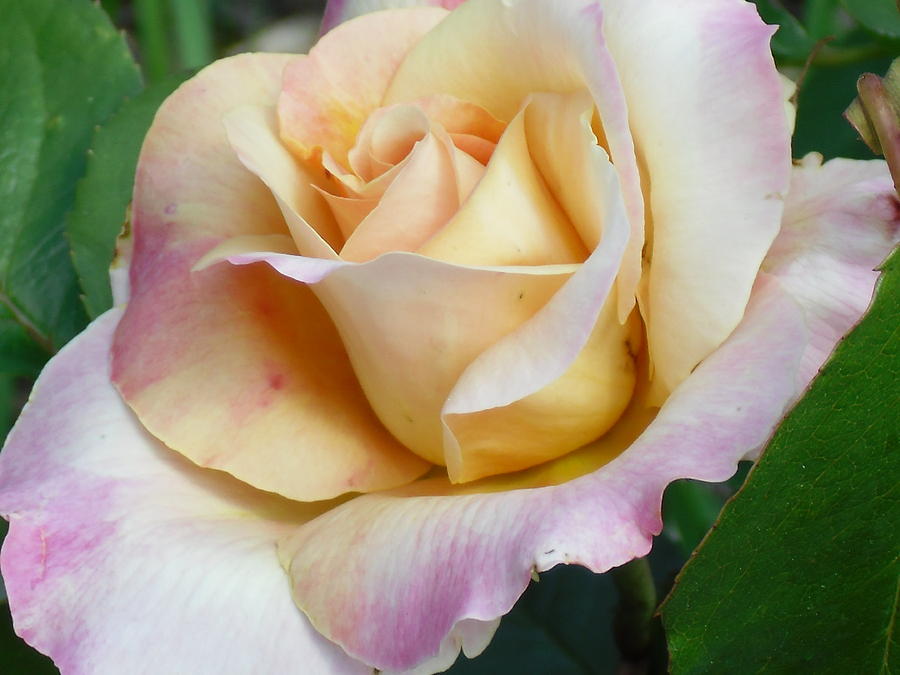 Delicate and sweet rose Photograph by Judith Desrosiers