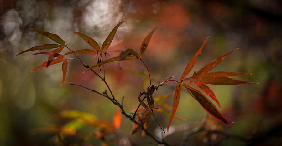 Fall Photograph - Delicate Autumn Peace by Mike Reid