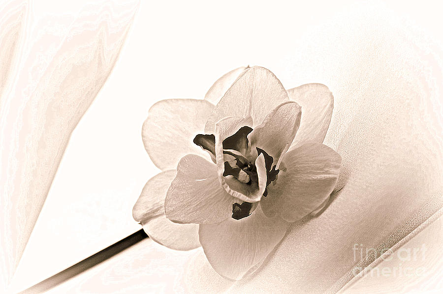 Delicate Beauty in Sepia Pink Photograph by Lila Fisher-Wenzel