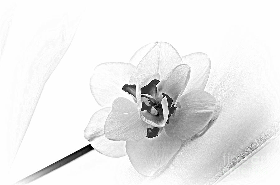 Delicate Beauty Photograph by Lila Fisher-Wenzel