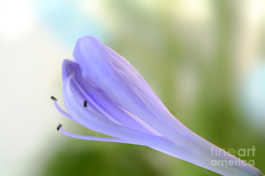 Delicate Blue Flower Macro Background Texture Digital Art by Nicholas Burningham
