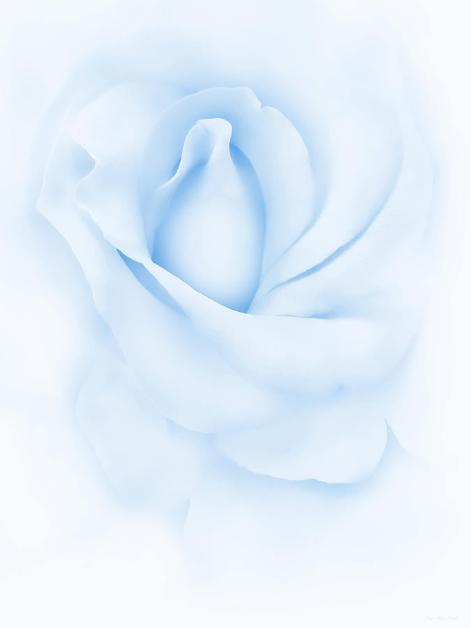 Delicate Blue Rose Flower Photograph by Jennie Marie Schell