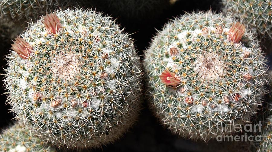 Delicate cactus blossom Photograph by Amalia Suruceanu