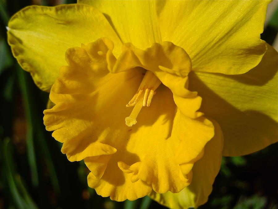 Delicate Daffodil Photograph by Diana Hatcher