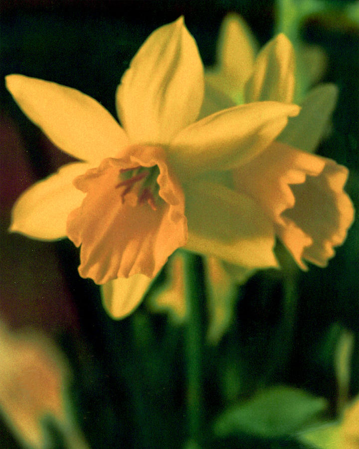 Delicate Daffodil  Photograph by Emery Graham