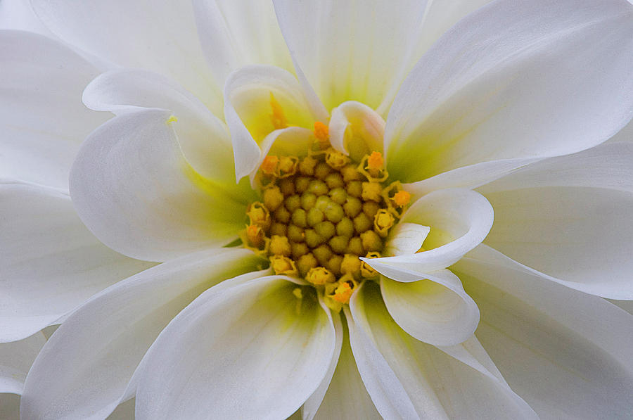 Delicate Dahlia Photograph by Carolyn DAlessandro