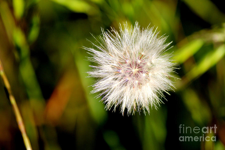 Delicate Dandelion Photograph by Kathy  White