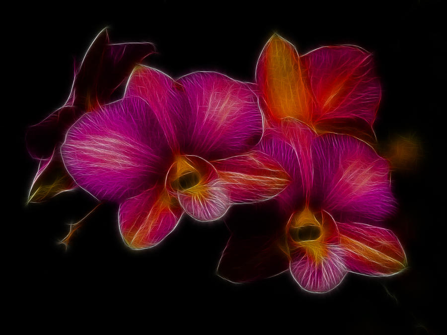 Delicate Dendrobium Photograph by Blair Wainman