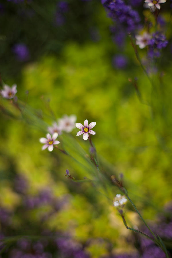 Delicate Flowers Photograph