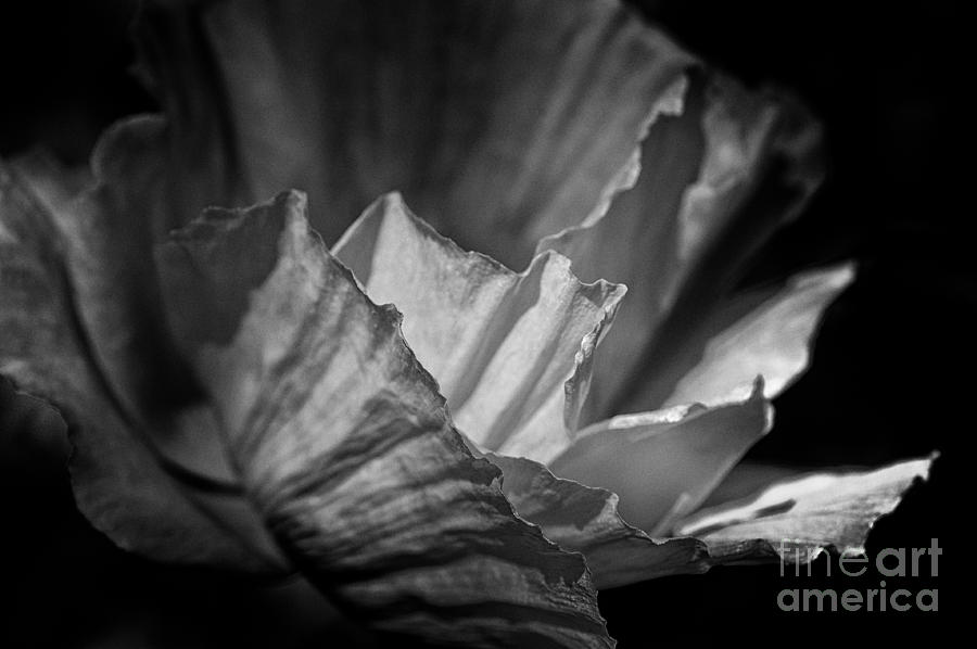 Delicate Folds Photograph by Venetta Archer