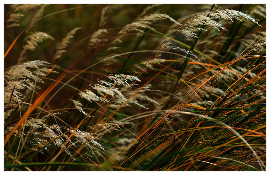 Delicate Grass Photograph by Mark Ivins