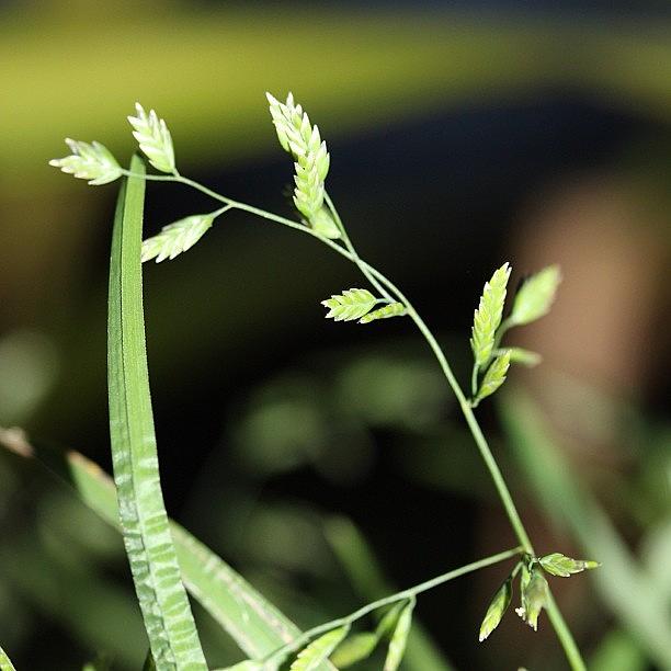 Macro Photograph - Delicate Grasses #photography by Unique Louise
