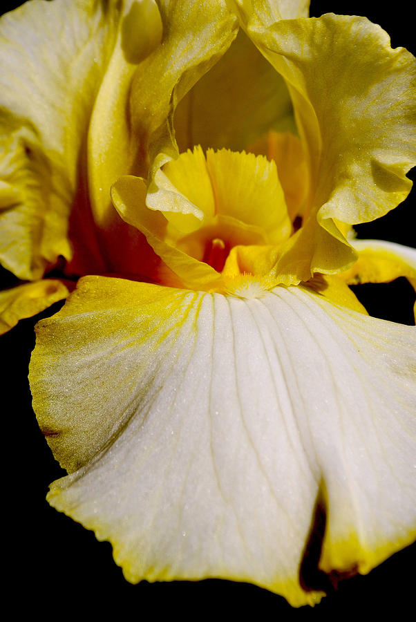 Iris Photograph - Delicate Iris by Michelle Cruz