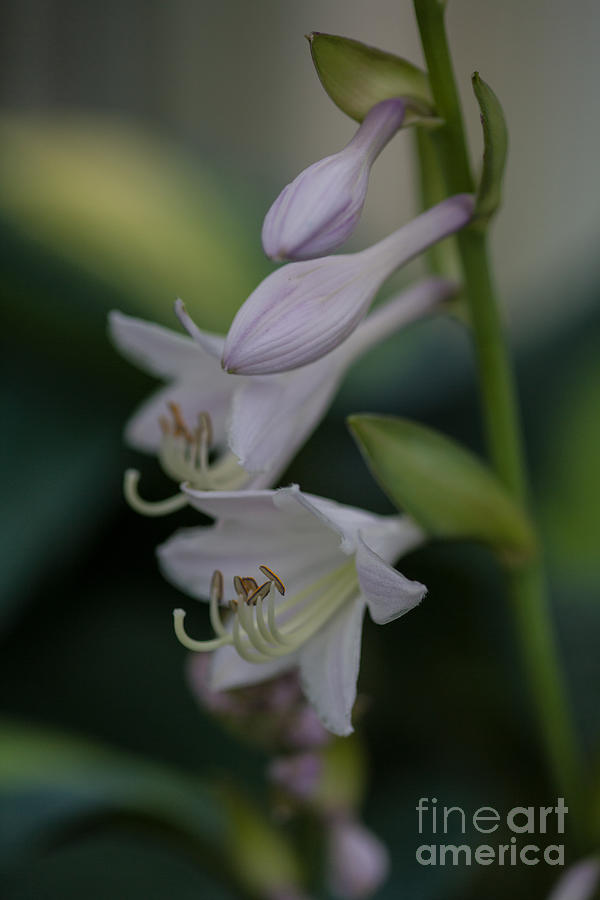 Delicate Lillies Photograph