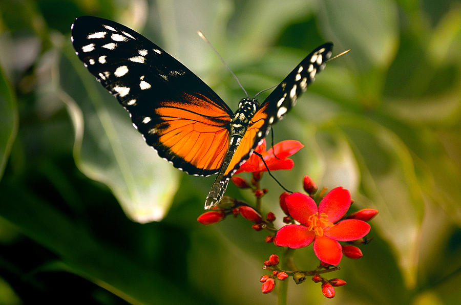 Delicate Monarch Photograph by Julie Palencia