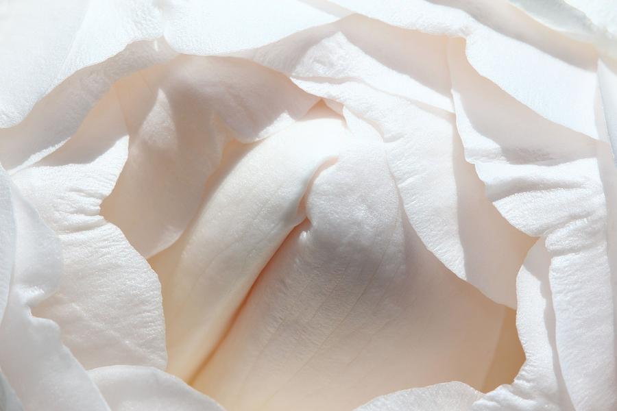 Delicate Pale Pink Rose Petals Photograph by Tracie Schiebel