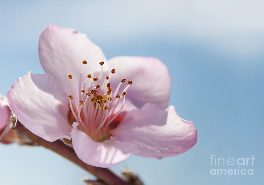 Delicate Peach Blossom Photograph by Sari ONeal