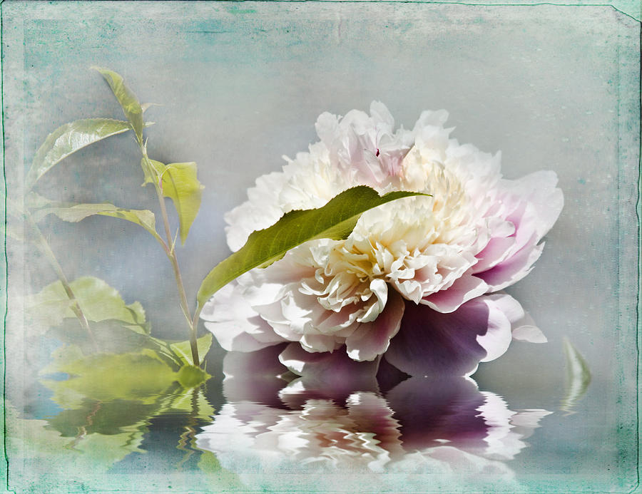 Delicate Peony Photograph by Trudy Wilkerson