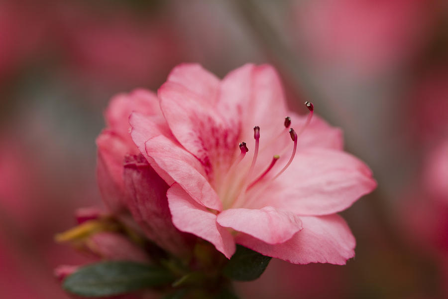 Delicate Pink Azalea Photograph by Kathy Clark