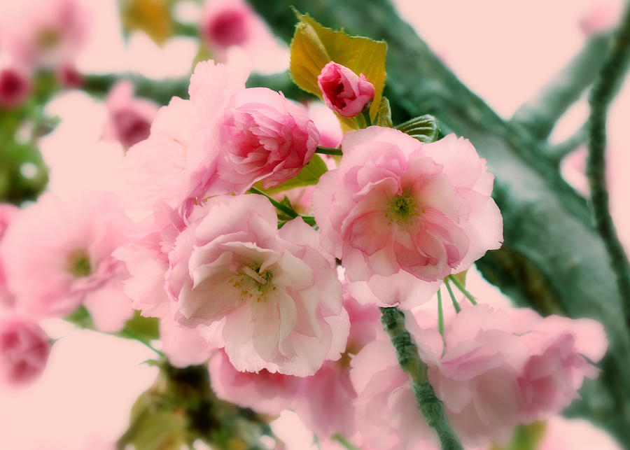 Delicate Pink Blossoms Photograph by Tracie Schiebel