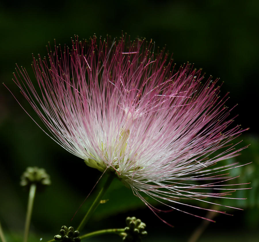 Delicate Pink Photograph by Karen Harrison Brown