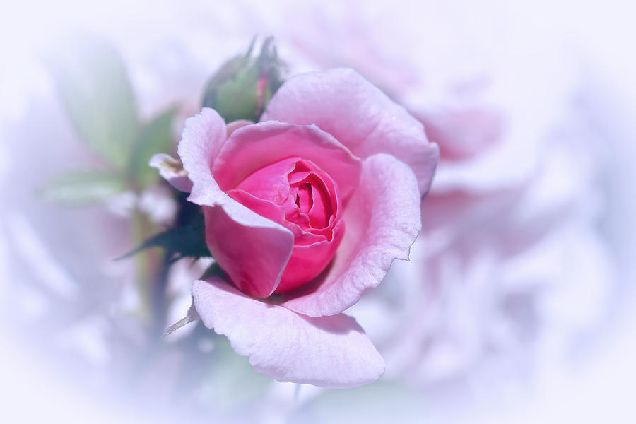 Delicate Pink Rose Blossom Photograph by Tracie Schiebel