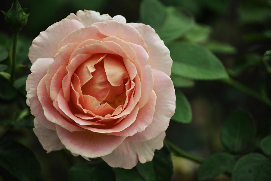 Delicate Pink Rose Photograph by Mary Machare