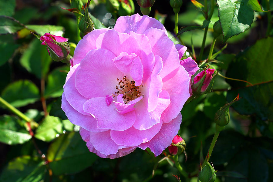 Delicate Pink Wild Rose With Dew Photograph by Tracie Schiebel