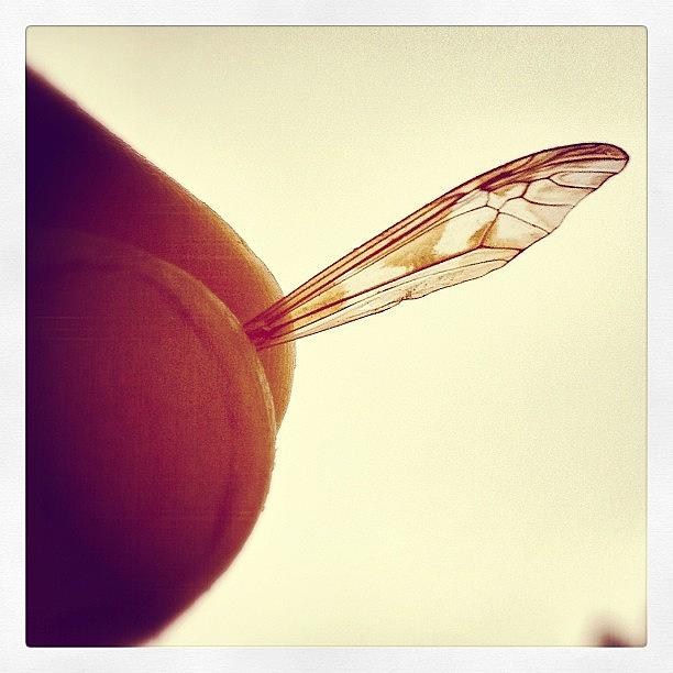Nature Photograph - Delicate Propulsion #toaster #wing by Robert Campbell