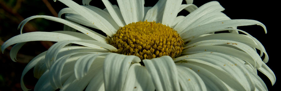 Daisy Photograph - Delicate Protection by Travis Crockart